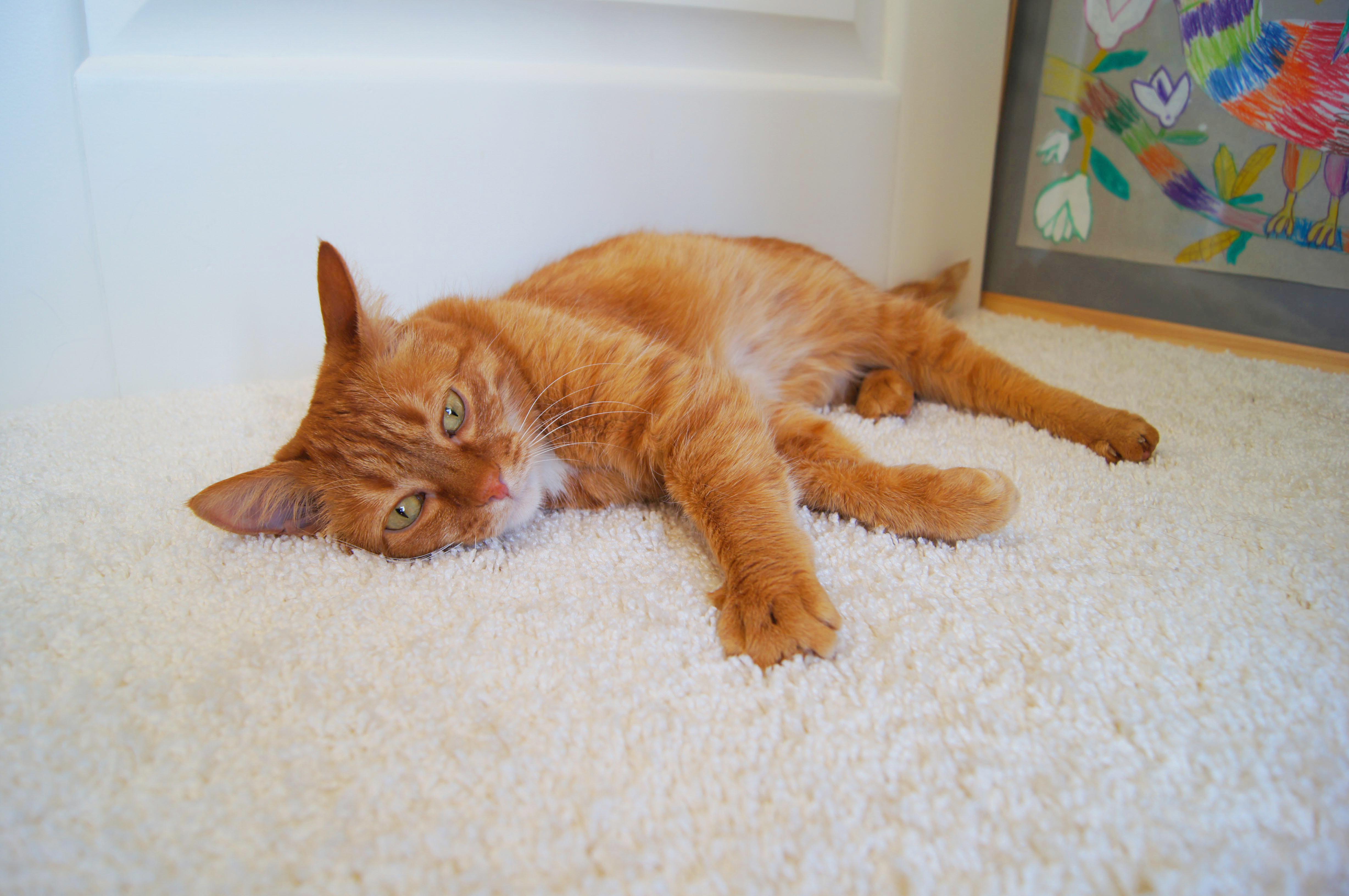 Ковролин "Зартекс" Amarena 140 бежевый (4м) — купить в Березниках